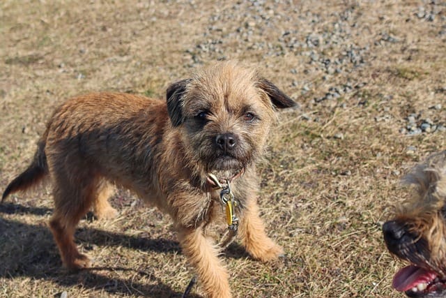 border terrier