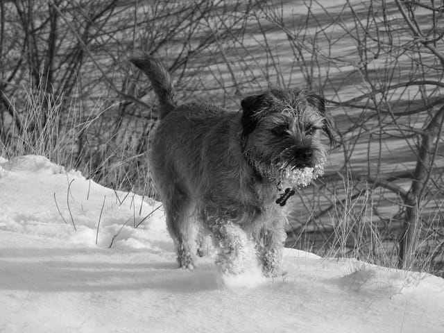 border terrier