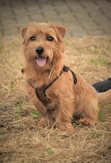 un cairn terrier