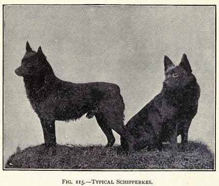 schipperkes