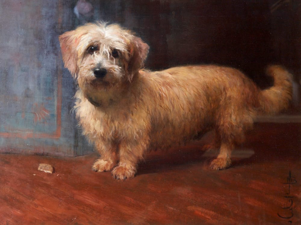 dandie dinmont
