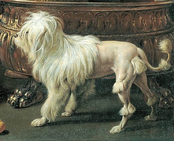 pequeño perro leon