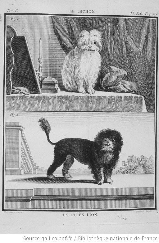 pequeño perro leon