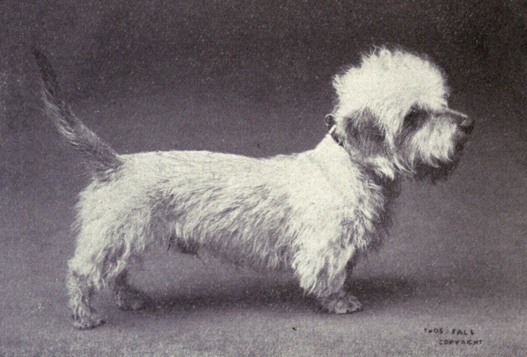 dandie dinmont terrier