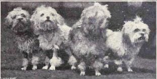 perro leon