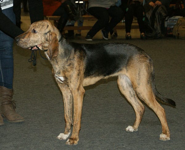 PLOTT HOUND