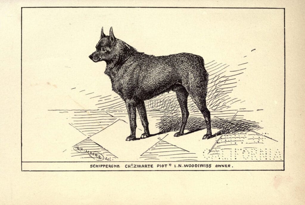 schipperke