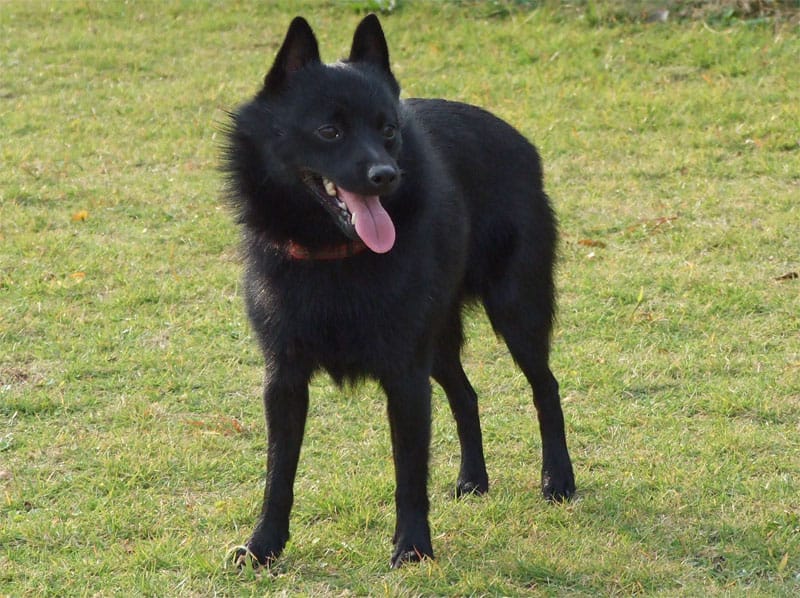 perro schipperke