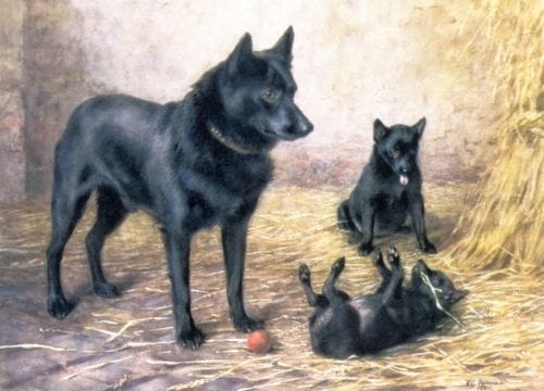 schipperkes