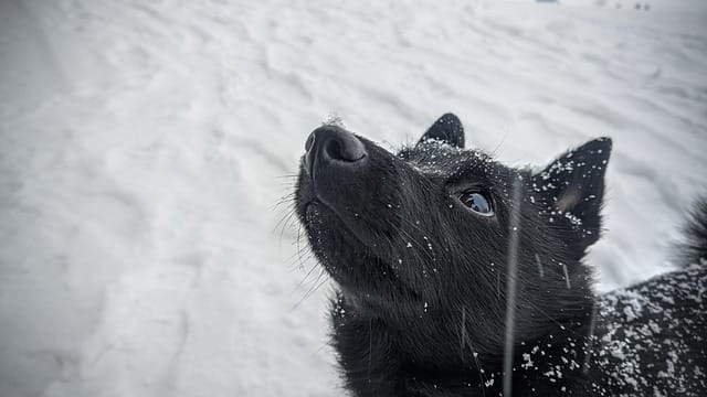 schipperke