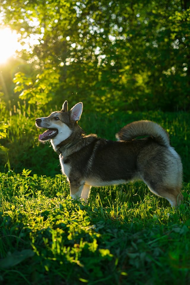 vallhund sueco