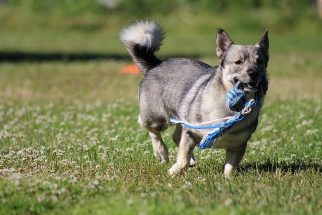 vallhund sueco