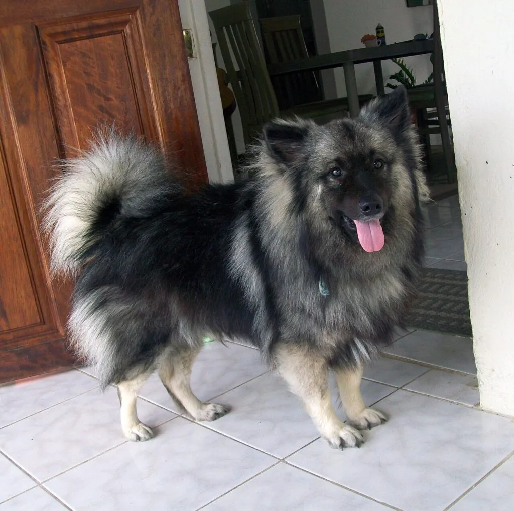 keeshond