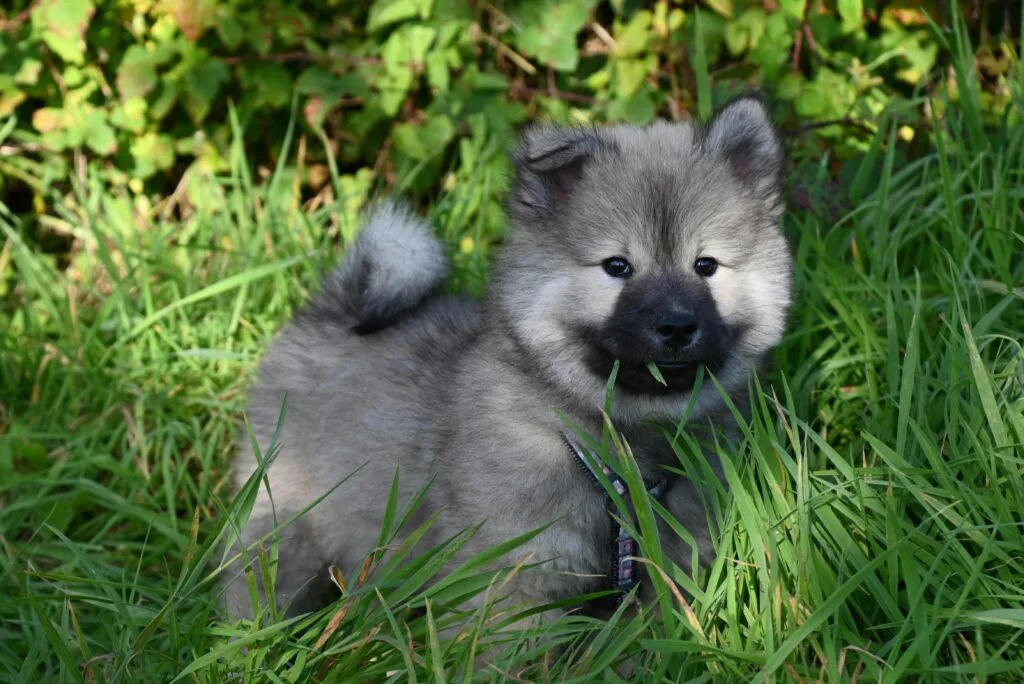 keeshond