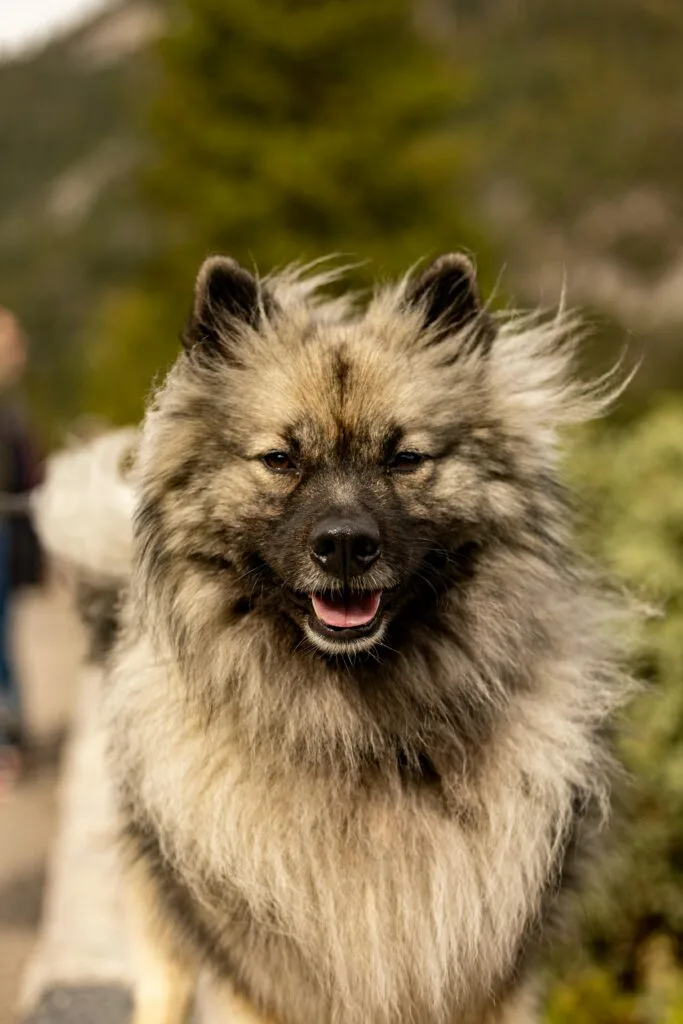 keeshond