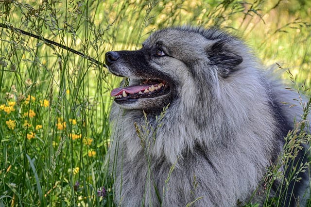 keeshond