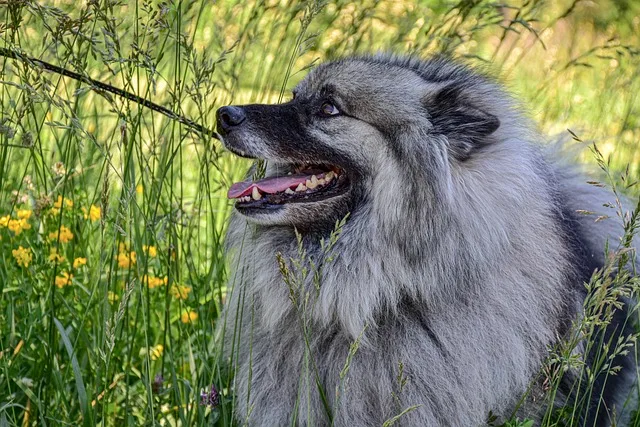 keeshond
