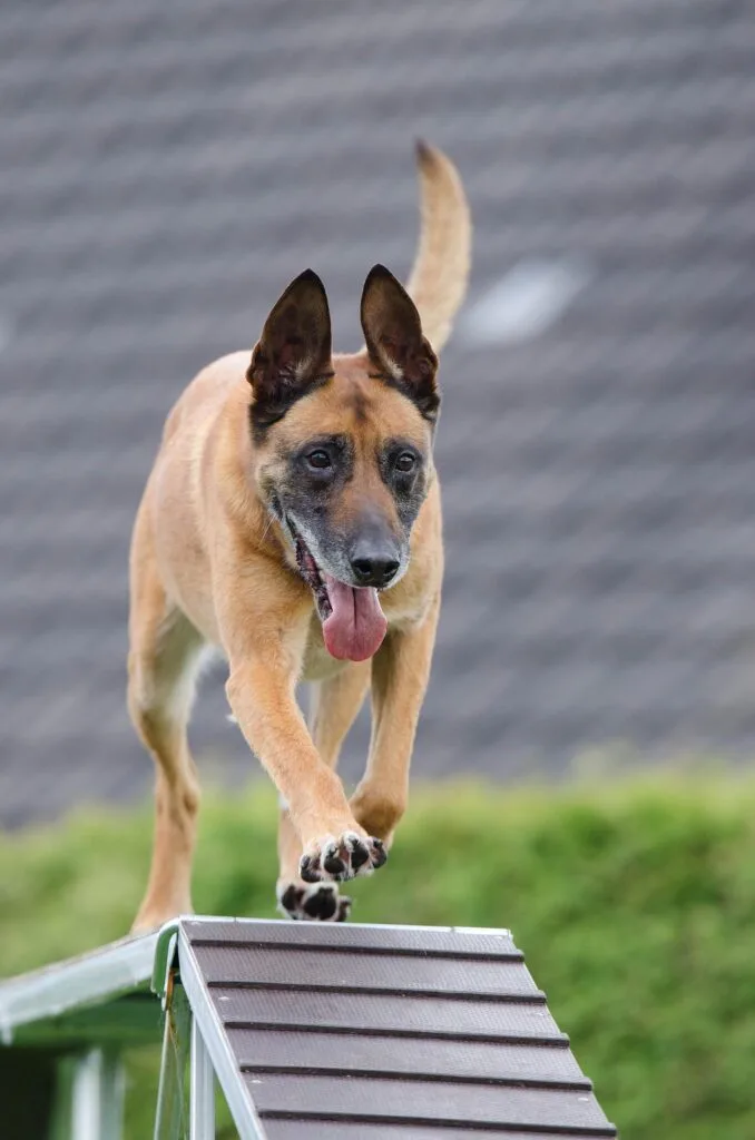 agility canino