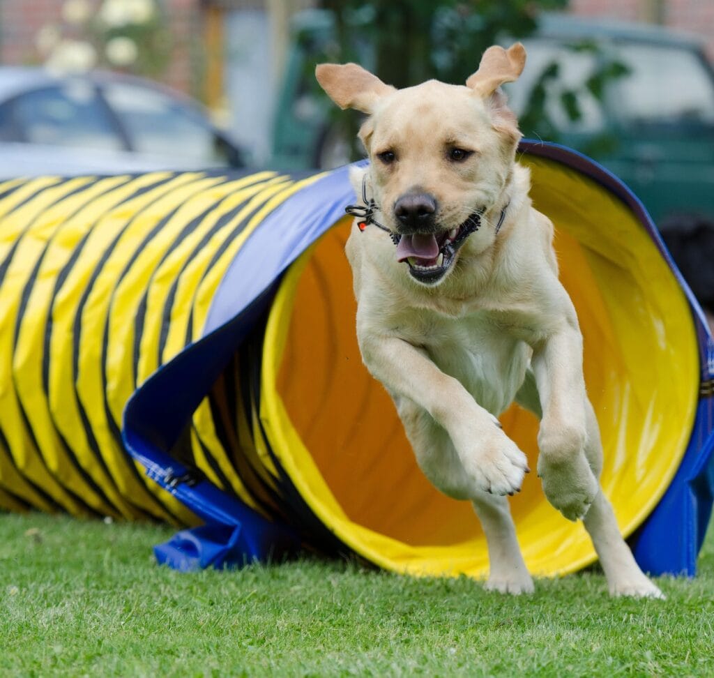 agility