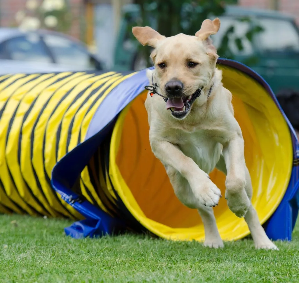 agility